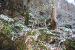 Teifistoa Pass Kuchl